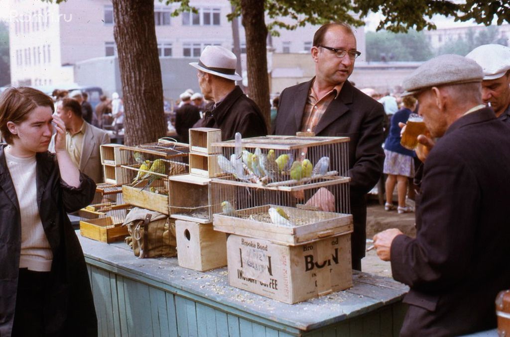 Птичий рынок в Калитниках, 1973 год